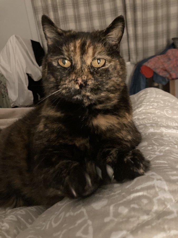 SusanCalman's tweet photo. Susan's #CatOfTheDay is Delia.

Thank you @Carer49 for sharing this pic! https://t.co/TgRt6Kpiiw