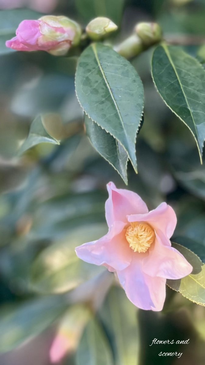 みかりん (@0124_mikarin) / Posts / X