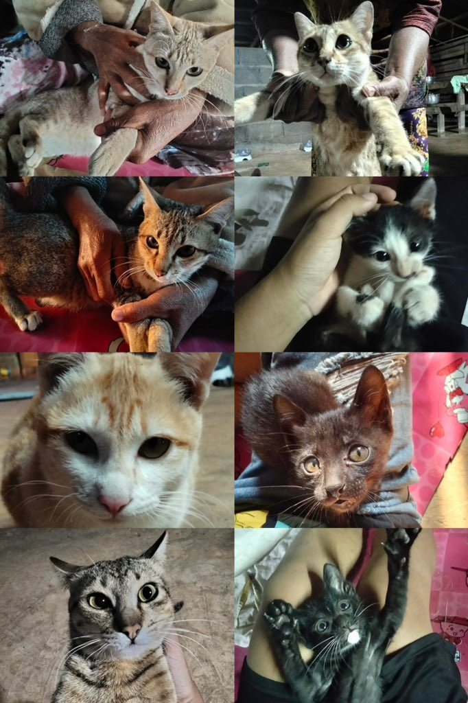 CatsterClub's tweet image. 🏡 หาบ้านให้น้องแมว 🏡 (ฝากประกาศ)
คือแมวหลงมาอยู่ที่บ้านผมได้ประมาณ4ปีแล้ว จากตัวเดียวเมื่อ4ปีก่อน ตอนนี้มีประมาณ10ตัว รู้สึกว่าเลี้ยงต่อไม่ไหวแล้ว (ไม่มีเงินและรถพาแมวไปทำหมัน)
ที่อยู่ : บ้านเลขที่ 349 หมู่ 7 ต.ตาเกา อ.น้ำขุ่นจ.อุบลราชธานี 34260 
เบอร์ติดต่อ : 0826295056 &amp;amp;…