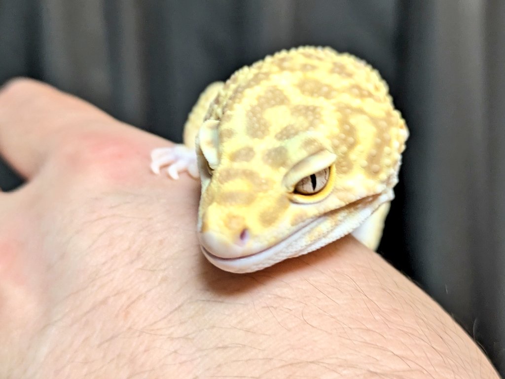 レオパ愛好家 私の家族】レオパの紹介｜kanapiii