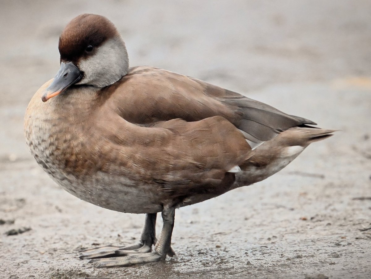 RC Pochard at Picnic site No1 CVL today <a href="/bristolbirding/">BristolBirding</a>
