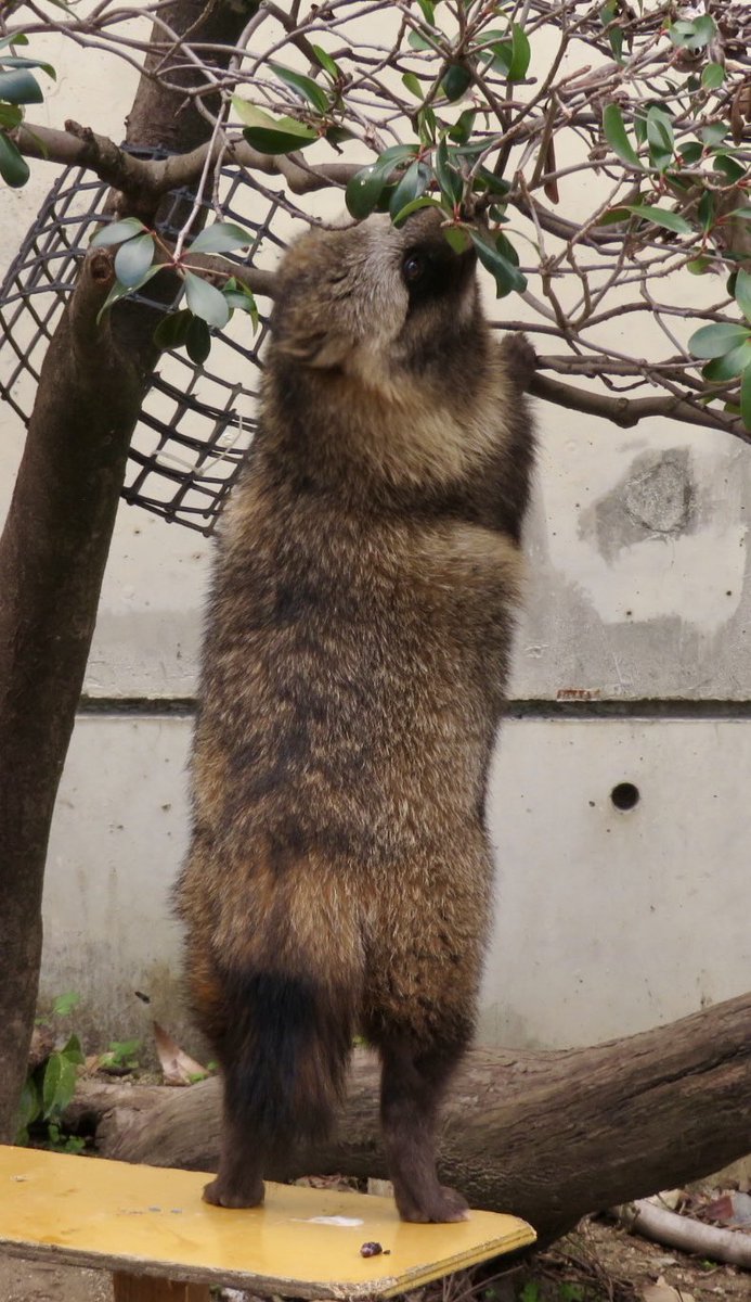 縦長たぬき……長い？

#ホンドタヌキ #たぬき
場所:東山動植物園