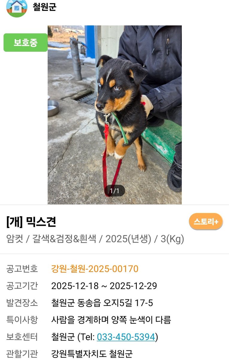 파이아이 네눈박이 강아지 
아직 입양 못 갔어요
알티 많이 된다고 다 입양 가는 거 아닌 거 알지만
아직 너무너무 어린 아기에요
사랑으로 키워줄 가족이 필요해요 🥲