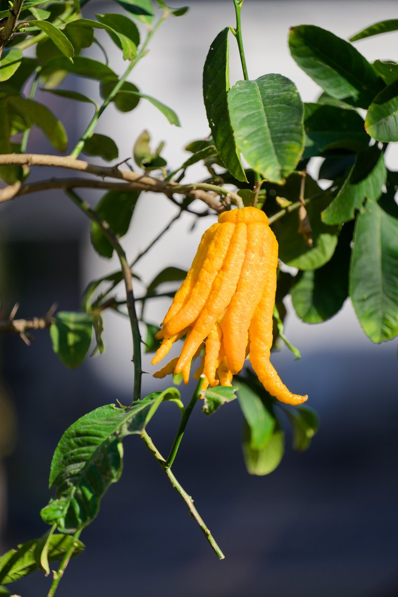 小さな植木を買って早数年。
今年やっと実が付いた仏手柑。
