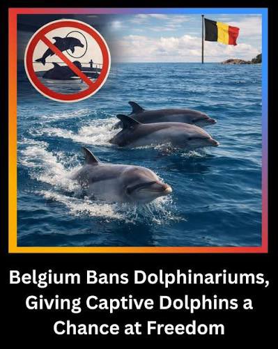 Protect_Wldlife's tweet image. Excellent News For Dolphins 🐬.

Well Done Belgium 🇧🇪