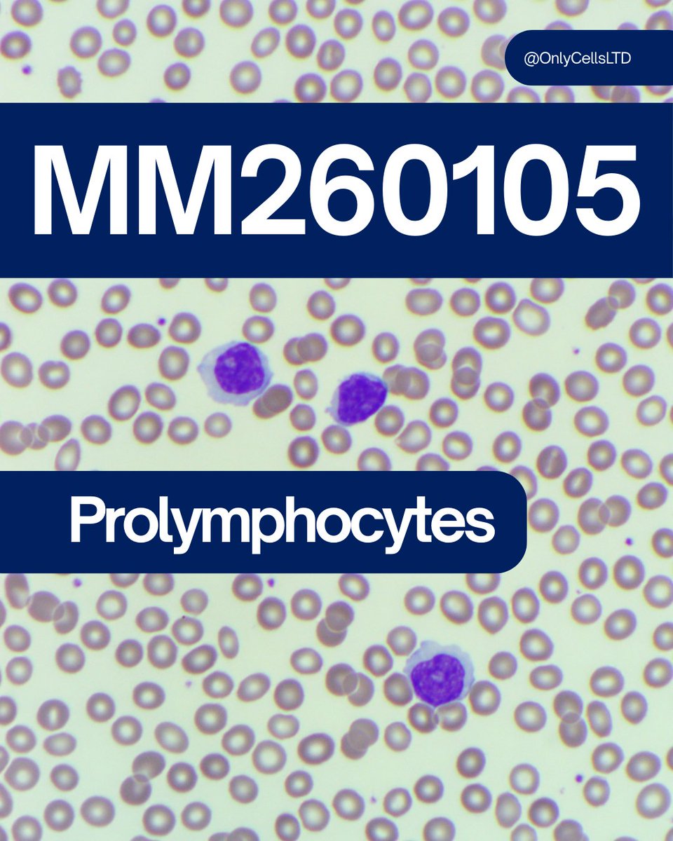 Only Cells tweet media