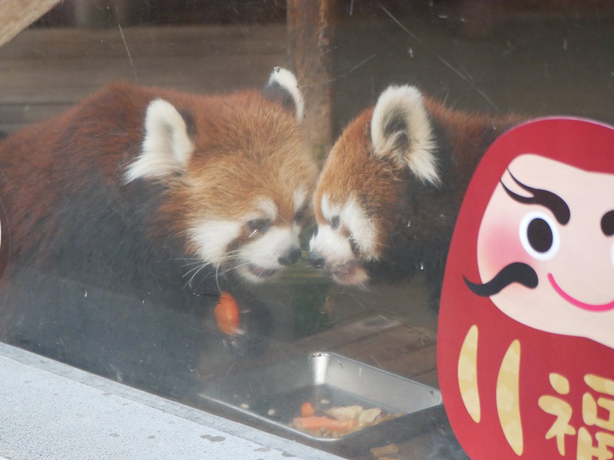 BACCAN ORBY ブラウン✕オレンジ セミカスタム Kemari87 KISHISPO / フューチャー 8 アルティメット CREATIVITY FG