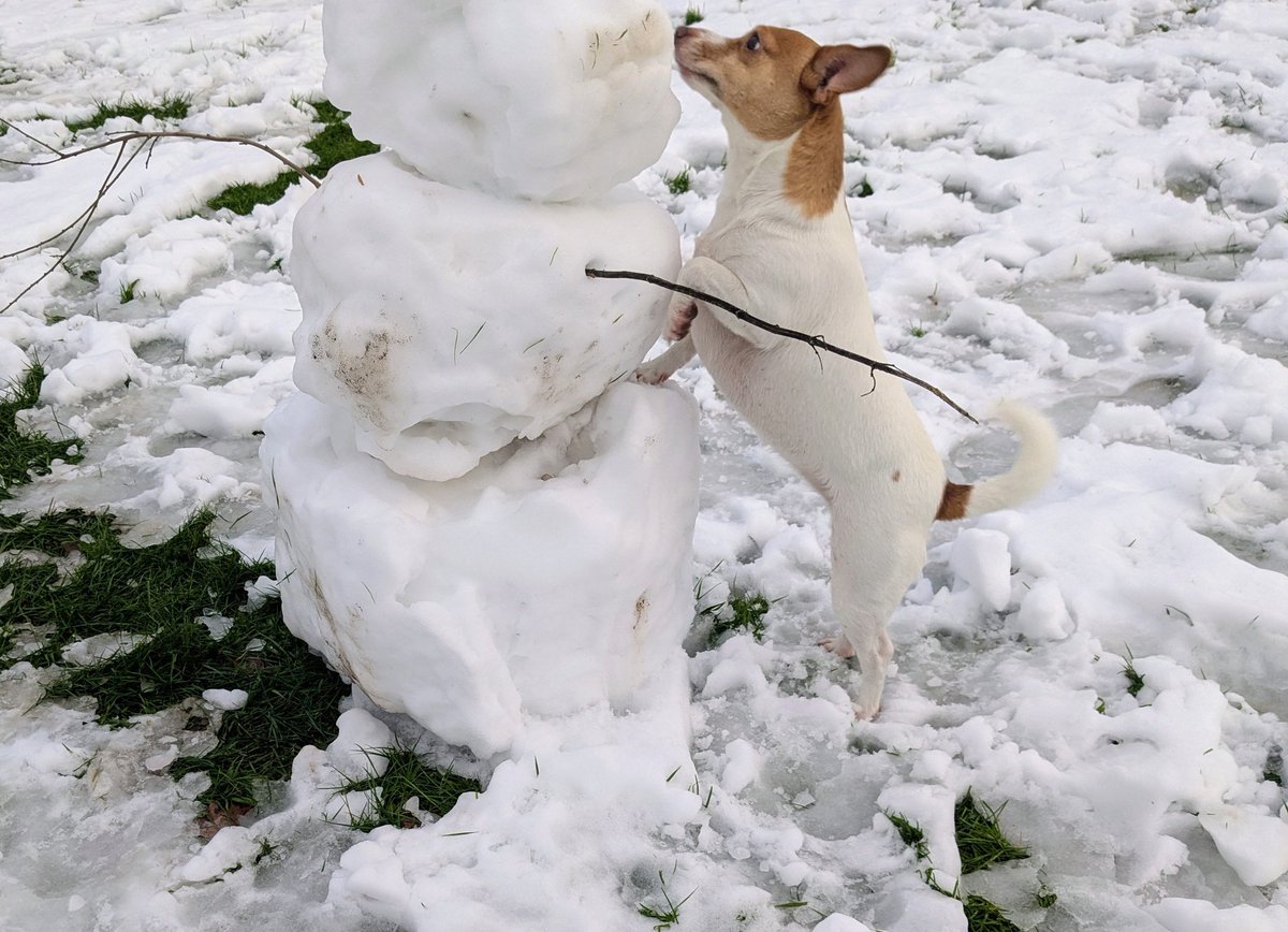 clairevhill's tweet photo. A cute little dog I know #Knowle #Ramel https://t.co/eIW5FgWMxj