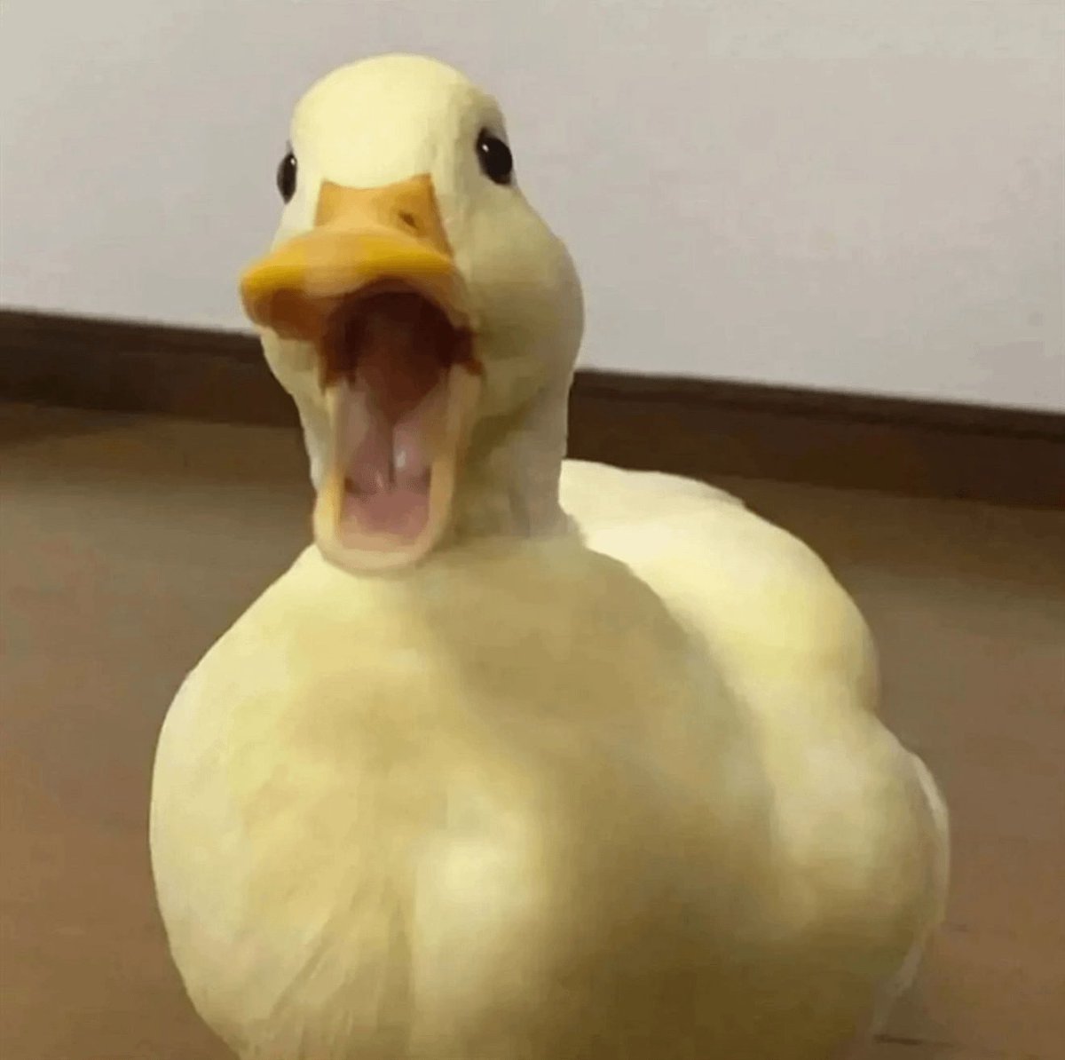 It's always <a href="/wallchain/">Wallchain Quacks</a> time. 

How many Quack did you ever make in a single day??