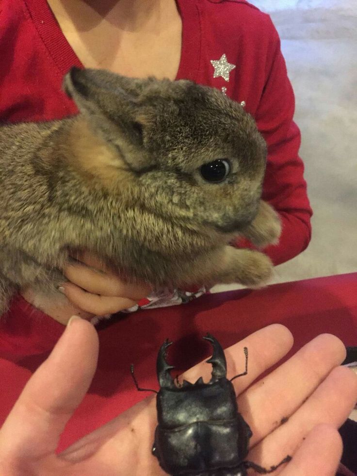 Shadoo_creeture's tweet image. She isn't very fond of the scarab