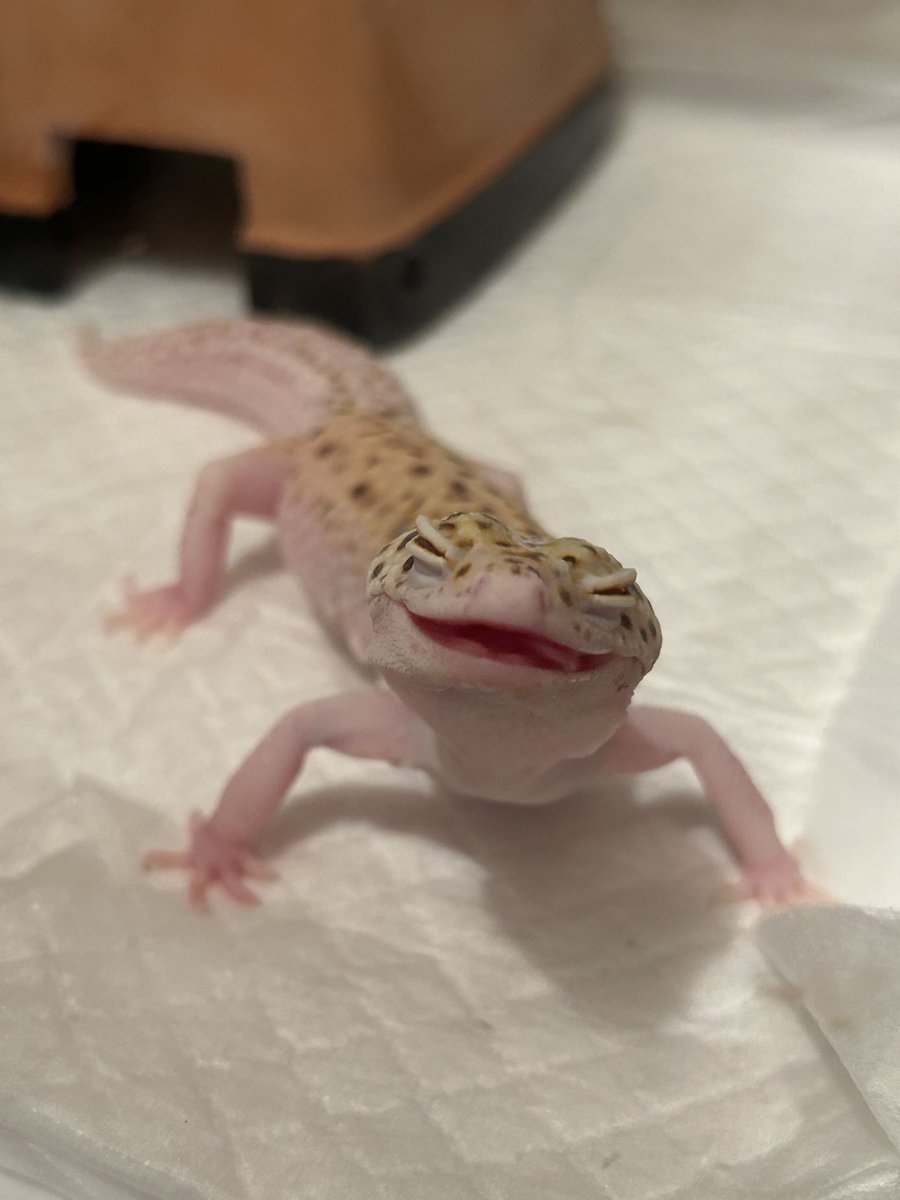 レオパ愛好家 レオパ