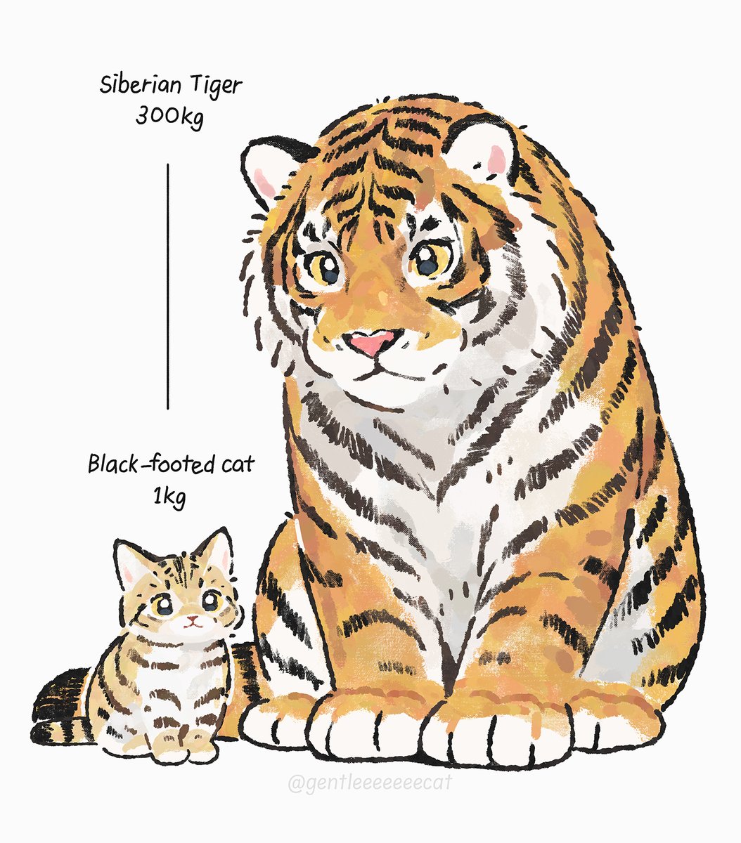 GENTLECAT (@gentleeeeeeecat) on Twitter photo 