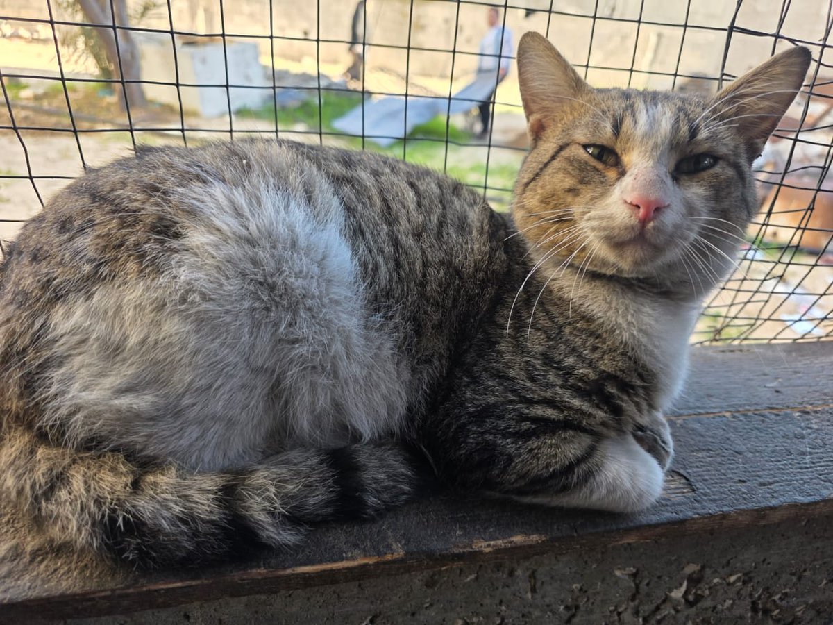 LoverHomeless's tweet photo. 🫂🥺There's a lot of bad news across the world recently, my dear friends, and I wish I could bring you some better news from here in 💔🇵🇸🌿#Gaza. Unfortunately progression of any kind is slow, and things here do not get better, everything is difficult and people are still dying every day. There is a terrible health crisis developing, people are falling very sick and small children are catching very severe illnesses, especially in the camps. I'm very worried, my dear friends. Please pray for everyone here in Gaza to survive these dangerous times. Tomorrow I'm going to travel South so I can buy food for the stray cats and for the cats in our shelter, my friends. God willing, my journey will be successful and I will be able to buy a large amount of food to last a longer amount of time. When I visited the market close to me earlier on, the prices were over double the cost of the food further South. With your support and courage we will be successful, my dear friends, and I would be very happy if you helped me buy as much food as I can manage. This will be the most wonderful achievement, my friends, and I thank you from the bottom of my heart for everything that you do for us. Please remember to help our friends in the camp too, if you're able to. We are all very grateful for your presence in our lives.. 🫂💚

Our Cat Shelter + My Family's Funds 
🐾🐈🥺🫂https://t.co/2GC5exChC8 

Our Cruelty Free Kitchen + Camp
🫂🙏🇵🇸https://t.co/fIVCEUy1Da
