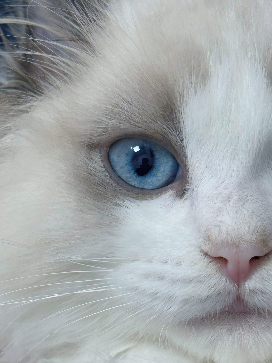 laoadeng's tweet image. 特写小儿子