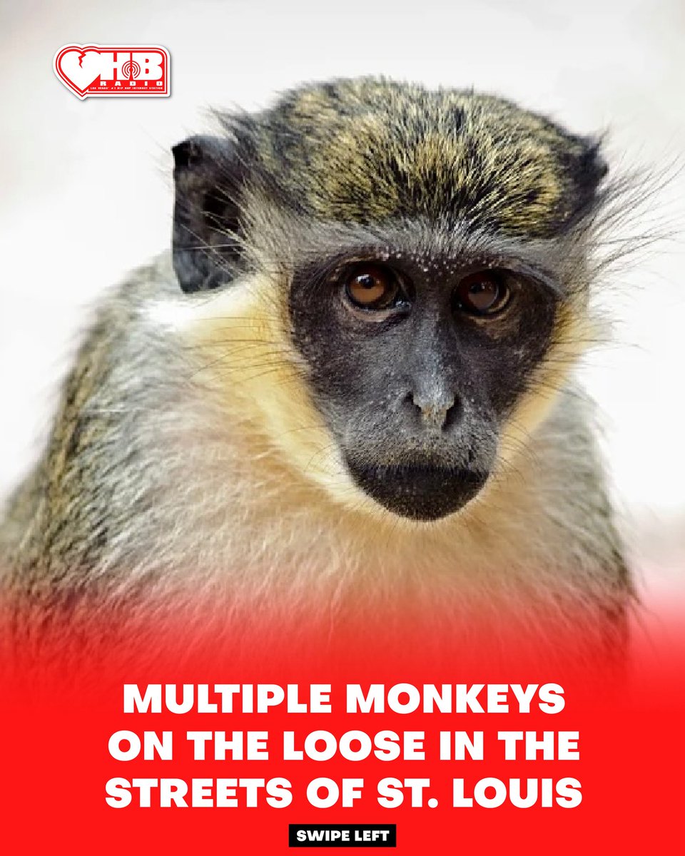 HB_RADIO_LV's tweet image. Multiple monkeys on the loose in the streets of St. Louis 🙈 

#monkeys #monkey #stlouis #loose #streets