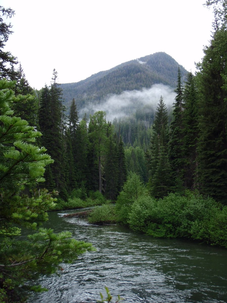 greenvibe's tweet image. 