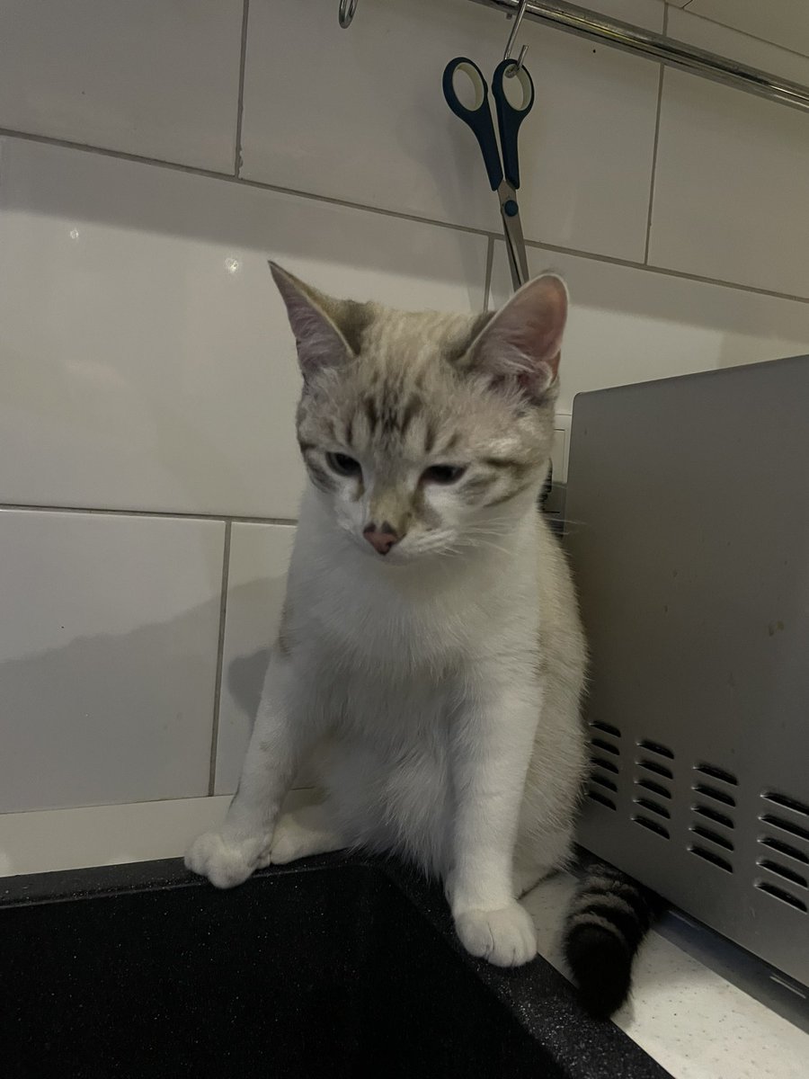 Компот тщательно контролирует всё вокруг. Директор квартиры