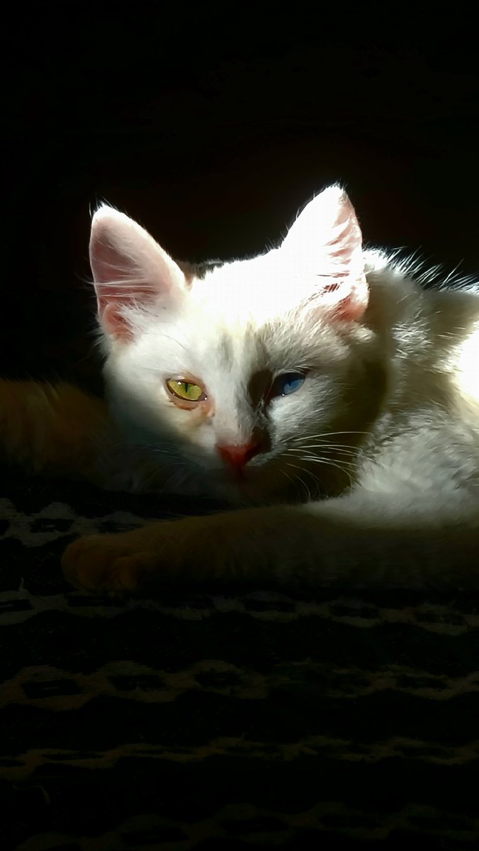 أُسـامة (@winter0u) on Twitter photo 