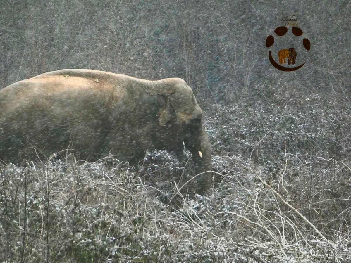 Elephant Haven tweet media