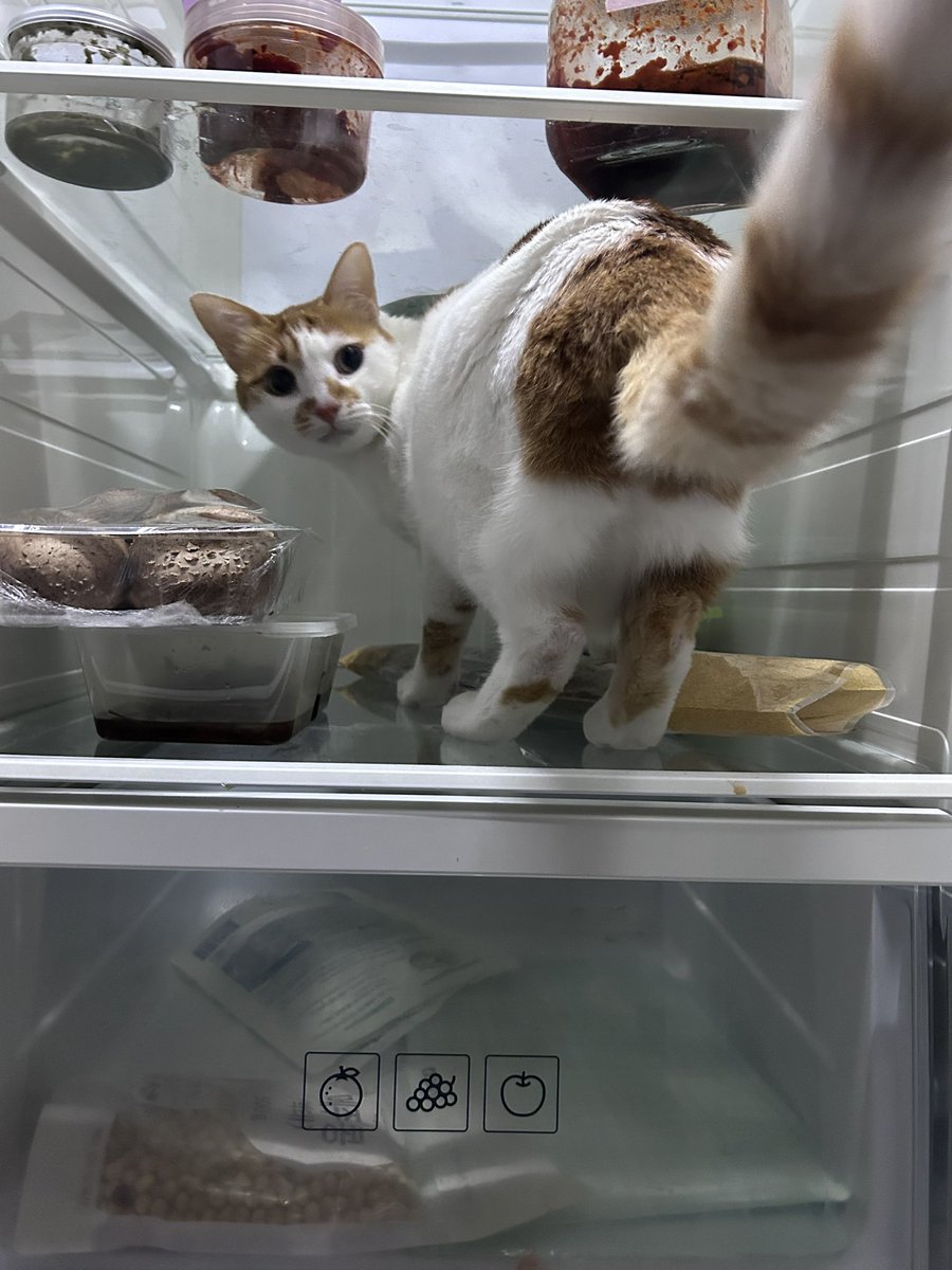 우리 니나 나대는 거 놨덨더니 냉장고까지 들어가네