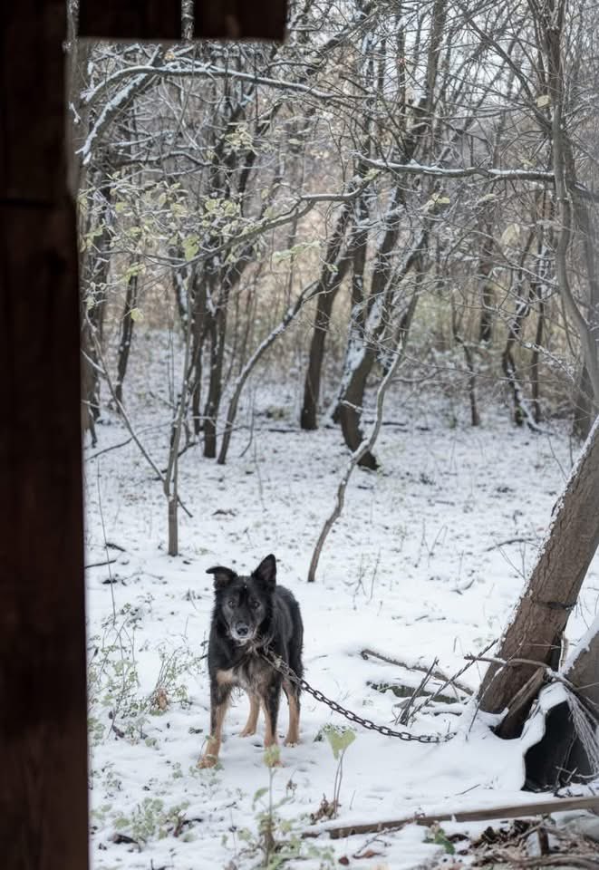 Mrozy to realne zagrożenie dla wielu zwierząt ❄️
👉 Ekostraż codziennie interweniuje w przypadkach zwierząt pozbawionych opieki. Jeśli widzicie zwierzę, które potrzebuje pomocy – reagujcie i zgłaszajcie to odpowiednim służbom 🐕‍🦺
👉 wro.news/InterwencjaEKO…