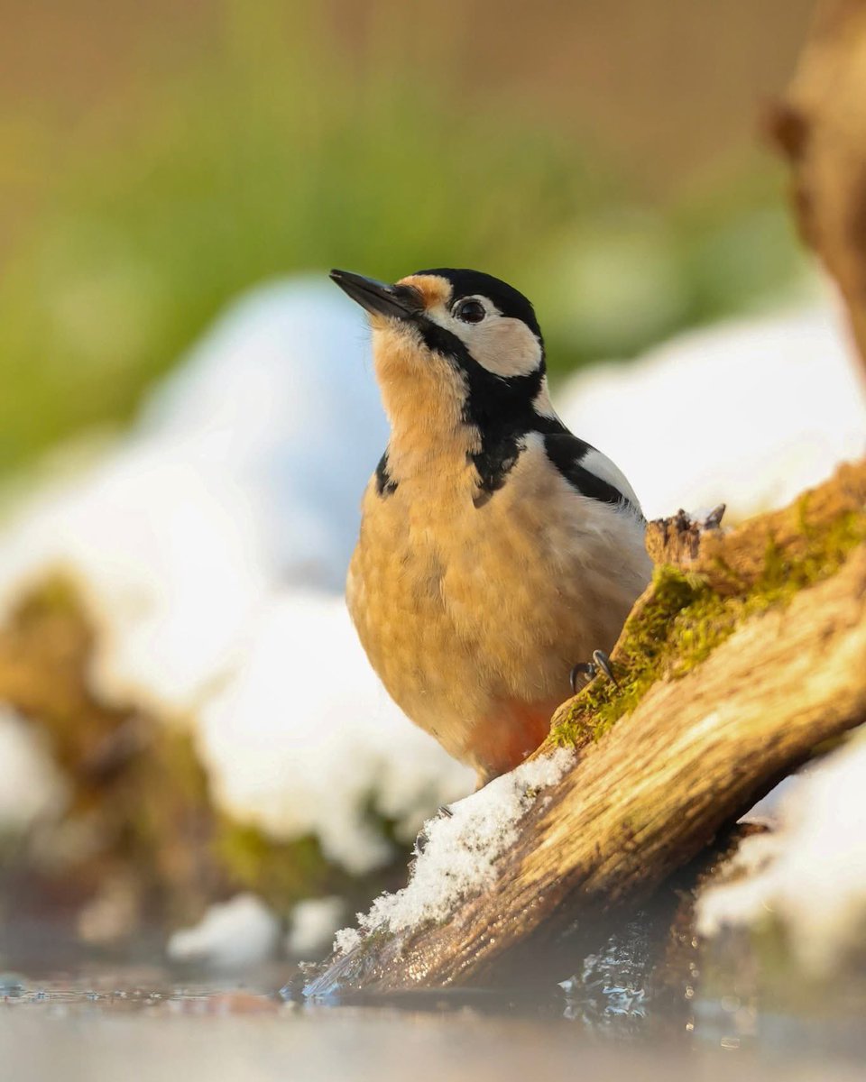 Les oiseaux de #Chambord ont profité de cette parenthèse enneigée pour nous offrir leurs plus beaux profils 😍

Parviendrez-vous à reconnaître ces espèces ailées ? 🧐

#neige  📸 <a href="/domainechambord/">Château de Chambord</a>