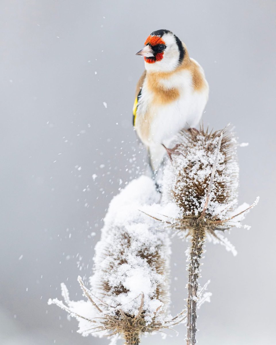 domainechambord's tweet photo. Les oiseaux de #Chambord ont profité de cette parenthèse enneigée pour nous offrir leurs plus beaux profils 😍

Parviendrez-vous à reconnaître ces espèces ailées ? 🧐

#neige  📸 @domainechambord https://t.co/TFOYz5usep