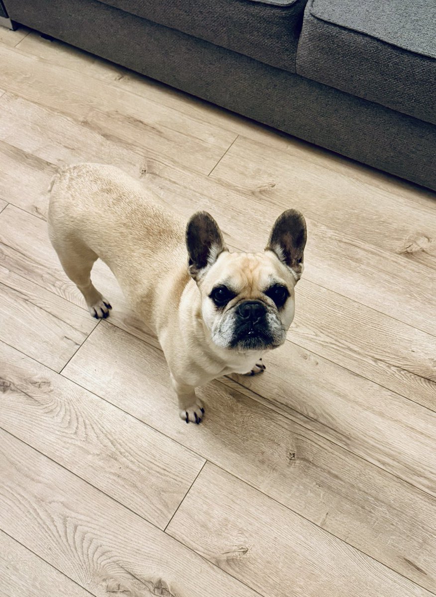 elittesport's tweet image. - Izejiet ārā cissu pirms miedziņa..!

- Jau skrienam!

🤣🤣 #frenchies #winter