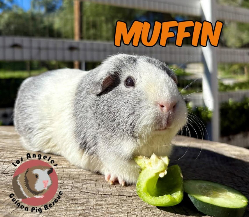 Pig of the Day! Say hello to Muffin! Muffin is a sassy senior lady that lives in our giant L-shaped community cage. When we think of a chunky pig, Muffin is one of the first guinea pigs that comes to mind. You need to see her in person to take in her snuggly majesty!
 
While