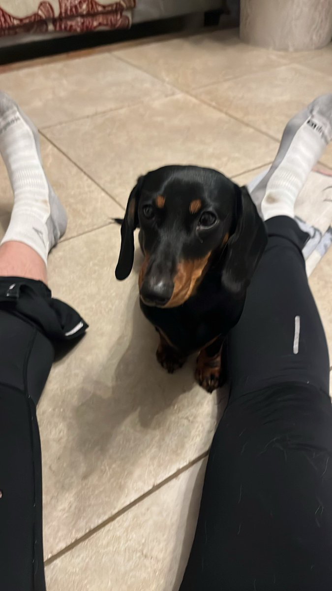 TrailrunnerStew's tweet photo. @sabrinablittle This goes for your Baby Mini Dachshund as well!! https://t.co/OFstV0jaXX