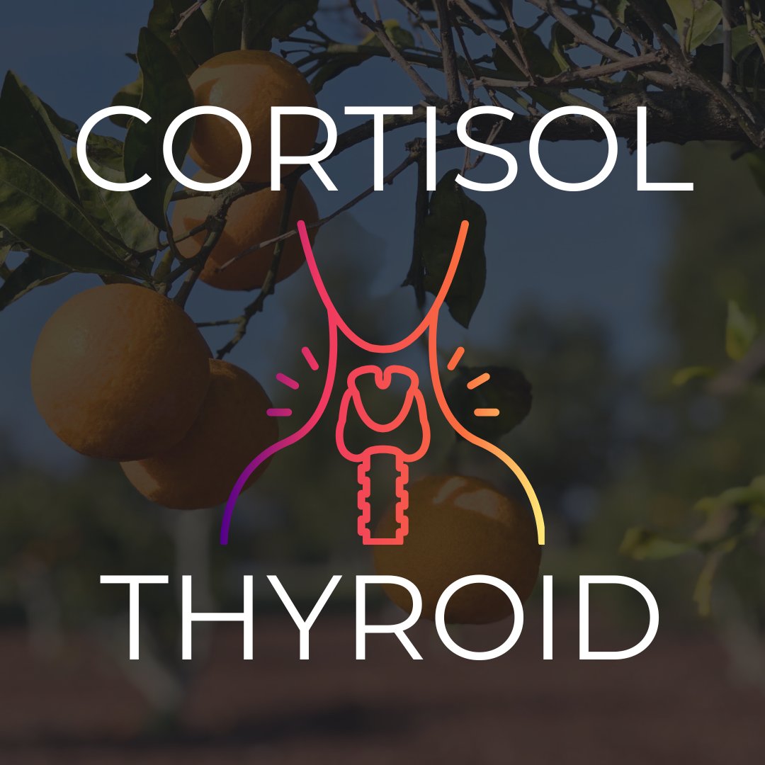 Thyroid labs are often misinterpreted in people under stress, including exercise and dietary stress. Stress increases cortisol.

Cortisol lowers TSH:
Low TSH is often interpreted to mean that there is no issue with thyroid hormones because the belief is that only thyroid hormones