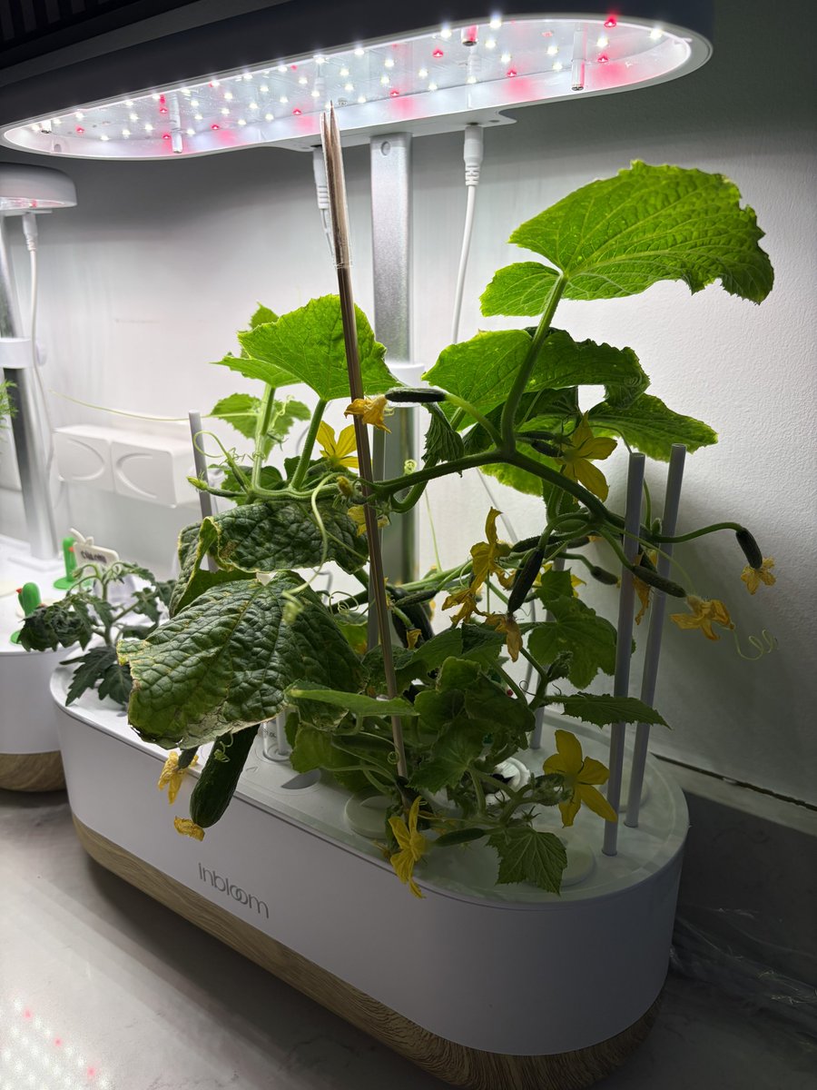 notsweetpatch's tweet image. amazes me how fast these things grow