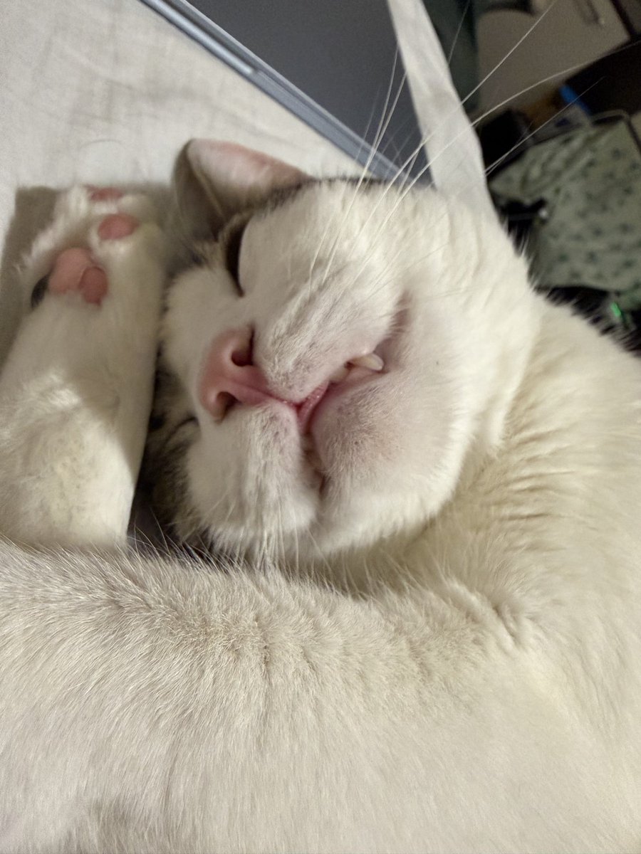 booly_dev's tweet photo. git push origin master
It finally works. I am going offline. 😴💻
If the server crashes, call someone else. The dev is recharging.
#BuilderLife #Monad #LFJ #Booly #Sleepy https://t.co/TjnYghX7Nw
