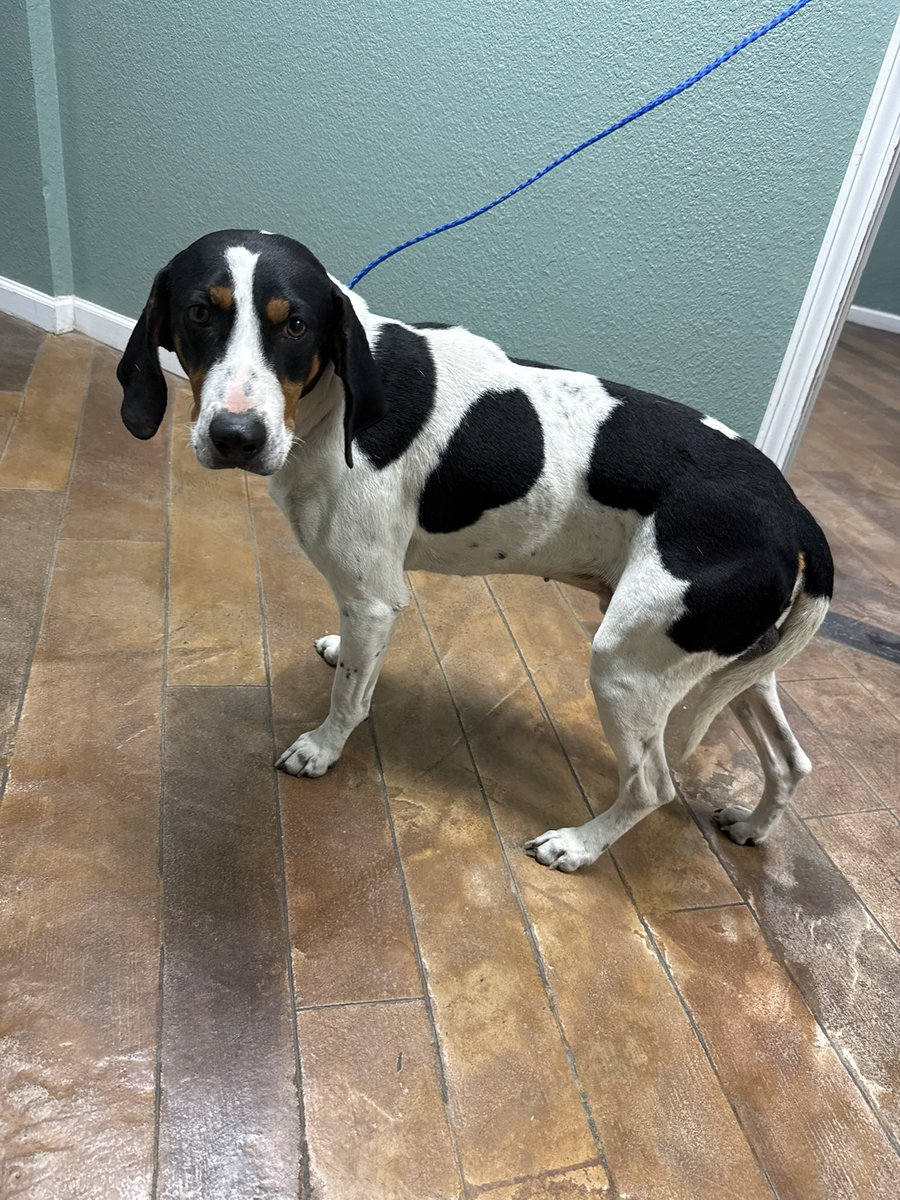 LolaPatolla's tweet image. Pals!!!
We HATE doing this but we is closed for intake until these pups find the right forever homes 🥹♥️!
Mom’s at capacity here!
Carson
Olive
Tracker
Henley
These are the most urgent 🆘!
Details for each at our website!
Nationwide 🚗 possible!
rescuecoop.org/services