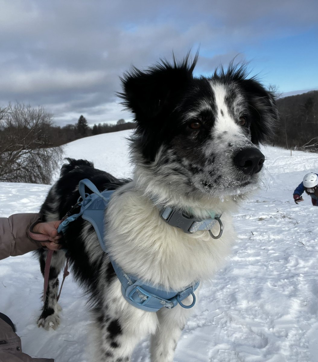 LolaPatolla's tweet image. Pals!!!
We HATE doing this but we is closed for intake until these pups find the right forever homes 🥹♥️!
Mom’s at capacity here!
Carson
Olive
Tracker
Henley
These are the most urgent 🆘!
Details for each at our website!
Nationwide 🚗 possible!
rescuecoop.org/services