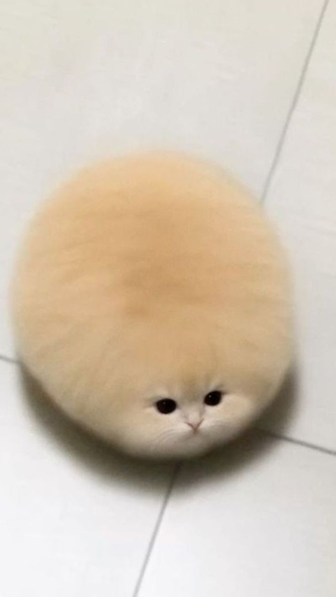 mimi ୨ৎ tweet media