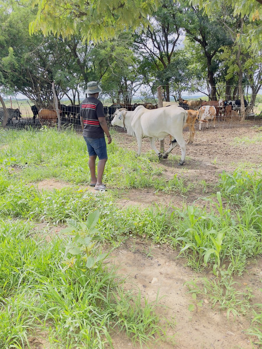 Dr. Shopera🇿🇼🇩🇪🇺🇸🇿🇼 tweet media