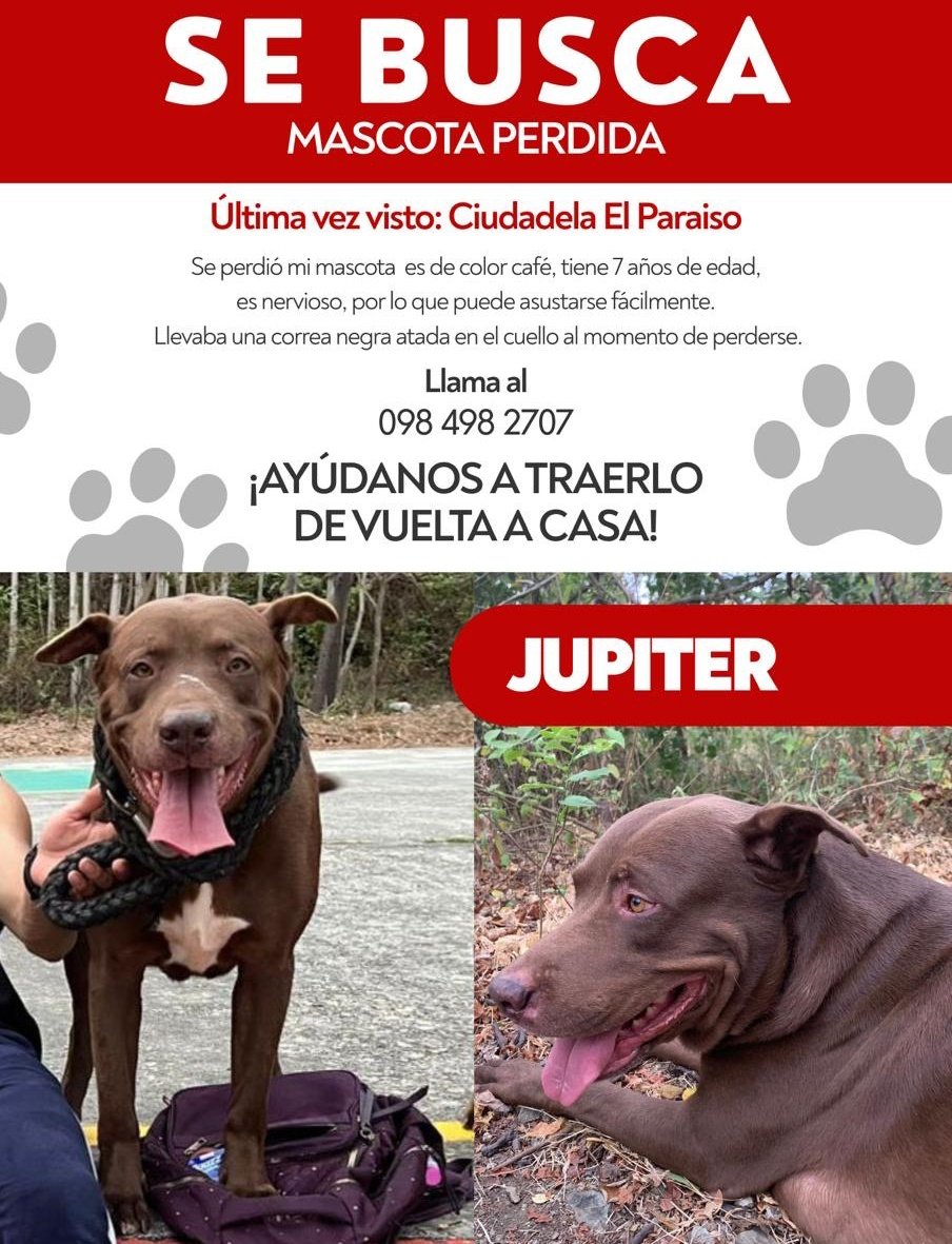 #PERDIDO #GUAYAQUIL
Nombre: #JUPITER
Fecha: 06/01/26
Sector: Norte, Cdla. El Paraíso, calle Las Palmas
Sexo: Macho
Raza: Cruza Pitbull
Obsv.: Tiene una estrella blanca en el pecho, collar con placa
Contacto: 0984982707-0963234087
¡Ayúdalo a volver con su familia!
#AlertaMePerdí