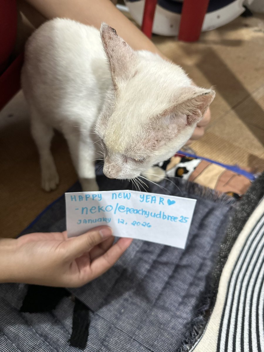 Neko✨🌸 tweet media