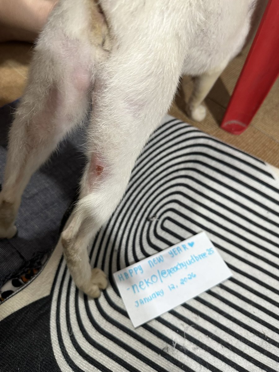 Neko✨🌸 tweet media