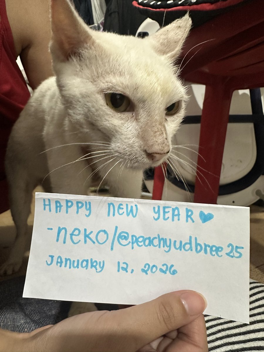 Neko✨🌸 tweet media