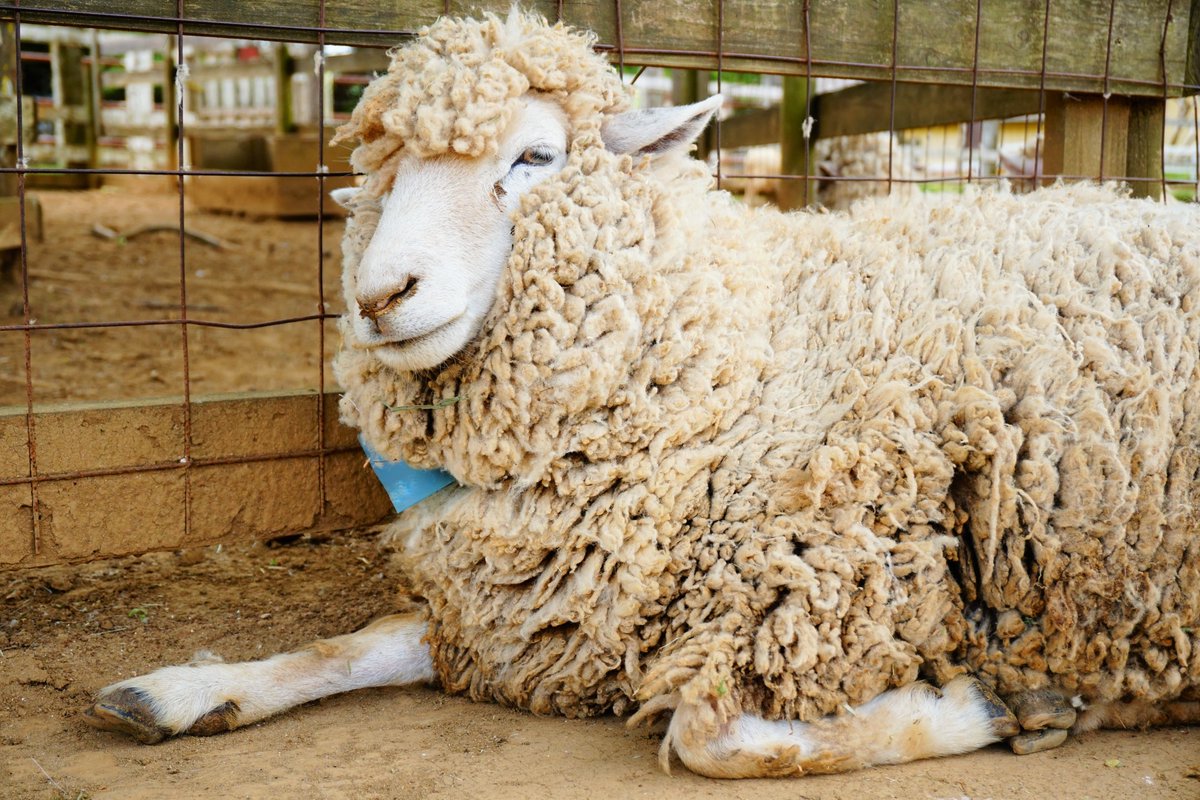 Ptarmigan0606's tweet image. おは羊

#グッドモーニングひつじ
#朝からヒツジ
#羊
#ひつじ