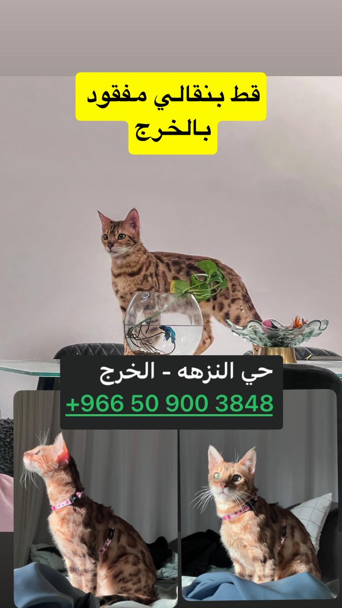 k74leo's tweet photo. #قط_مفقود #قط_ضايع #قطط_الخرج #الخرج #الخرج_اليوم #ساعدنا_بالنشر #ساعدني_بالنشر 
من الخاص:
قط بنقالي مفقود بالخرج حي النزهه التفاصيل بالصور https://t.co/vTJ6J1XOGi