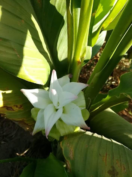 usginger's tweet image. Turmeric flowers, the prettiest little thing in hiding. @grok