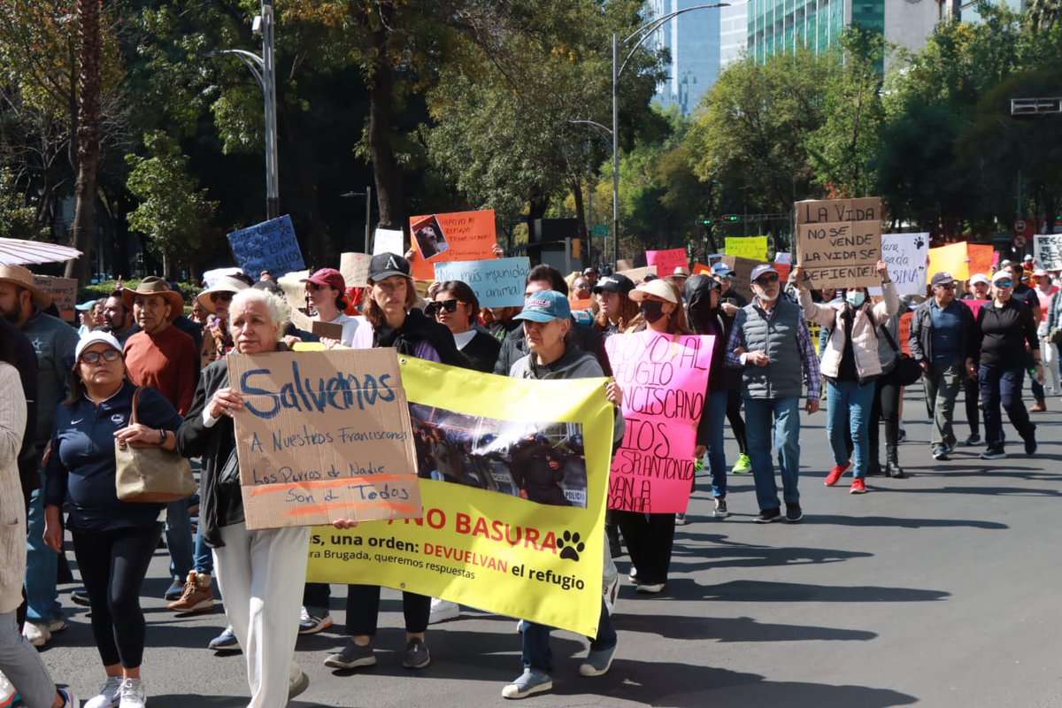 Al grito de "Refugio sí, despojo no", alrededor de 200 personas caminan sobre Paseo de la Reforma, para reclamar la criminalización a los protectores de animales tras lo ocurrido en la semana con el Refugio Franciscano 

📷 Sergio Vázquez / La Prensa 
📲bit.ly/4aOtwUx