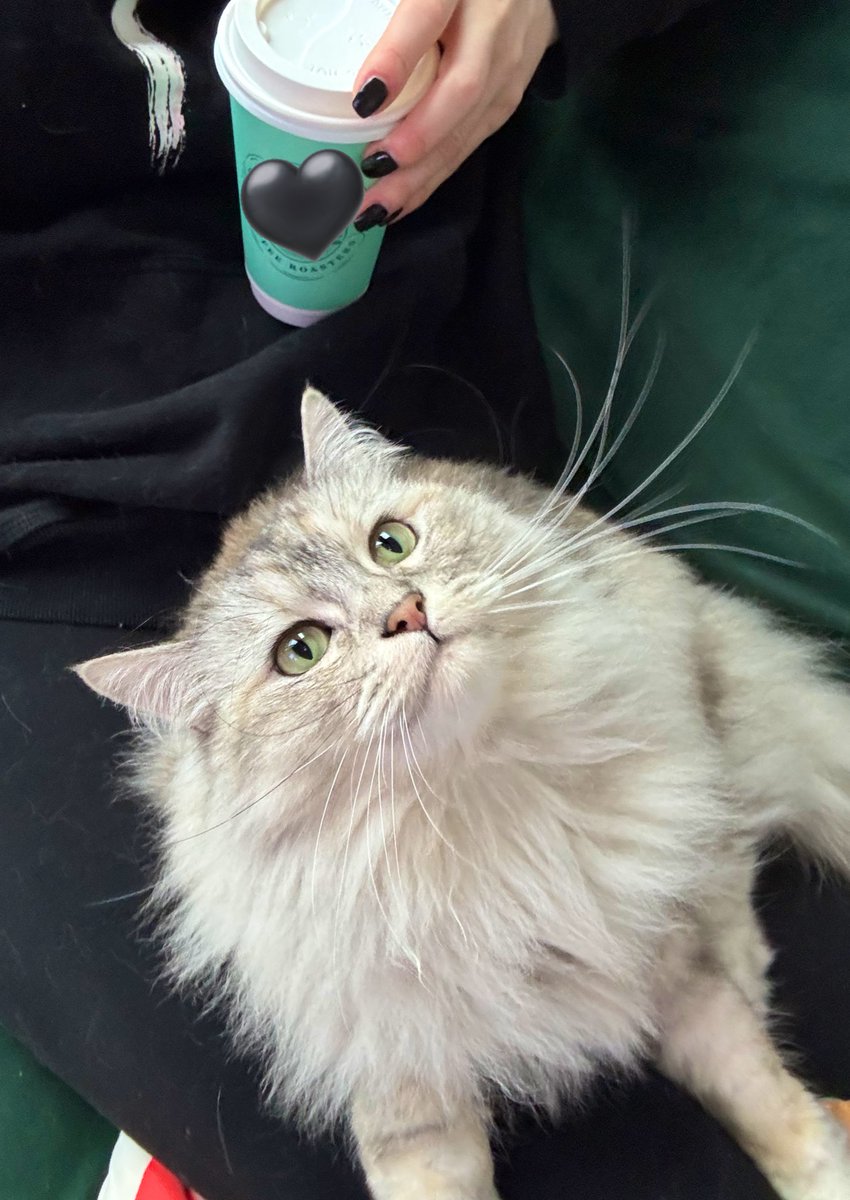 First rest day in weeks.. Cookie deserves my attention first. Be patient, I will be getting to emails and messages later tonight 🩶 #tributes get responses much quicker!