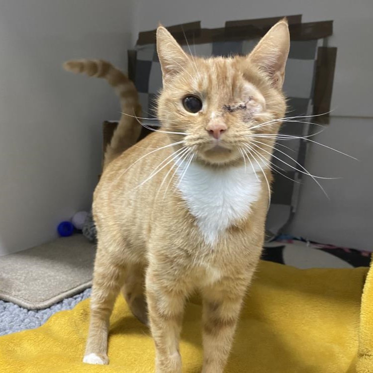 Meet Lasagne, a lady with layers of fun just waiting for the right owner! Although she is missing an eye, that doesn’t stop her getting the most out of life and looking forward to playing and purring with her new family. spr.ly/AdoptLasagne #KissAGingerDay 💋
