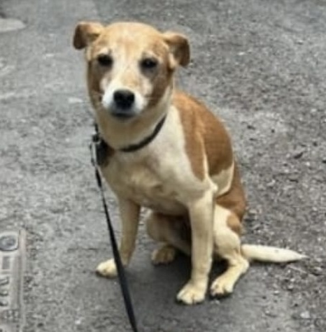 🆘9 JAN 2026 #Lost Cleo #ScanMe #Tagged 
ELDERLY Terrier Female
Last seen on Julian Hill, Harrow on the Hill
#JulianHill #HarrowOnTheHill #Greenhill #GreaterLondon #HA1 
doglost.co.uk/dog/201675