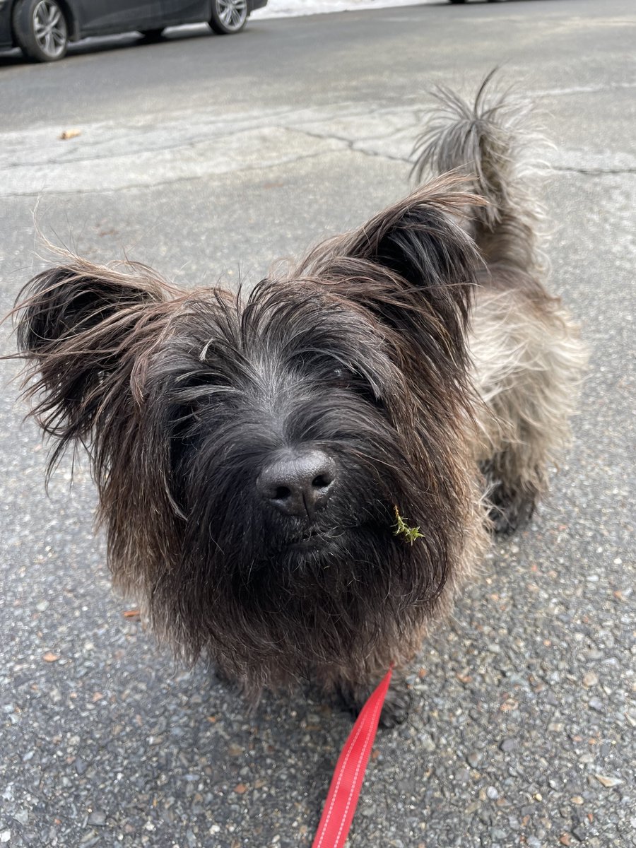 WellyUBM's tweet image. Got a little beard dangler 🌿🤏