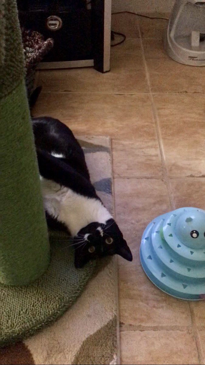 SophieMolly20's tweet photo. Happy #SundayFunday! The lady who comes to play wif us while mum is at her dad’s funeral is otay, but hers is no mum! We’re 👀 her carefully. Thank heavens for our 8 lil meals a day from the automatic food dispenser!
#MissingMum #MumBetterBeHomeSoon
#CatsOnTwitter #CatsOnX https://t.co/b0Z051WZwt